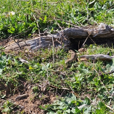 Pseudonaja textilis (Eastern Brown Snake) at Burrinjuck, NSW - 14 Sep 2024 by Bidge