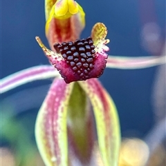 Caladenia actensis by wightsnowy