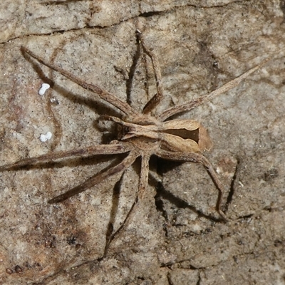 Argoctenus sp. (genus) (Wandering ghost spider) at Charleys Forest, NSW - 15 Sep 2024 by arjay