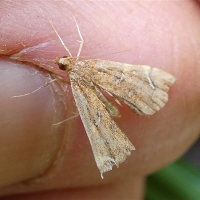 Musotima nitidalis (A Crambid moth) at Charleys Forest, NSW - 15 Sep 2024 by arjay