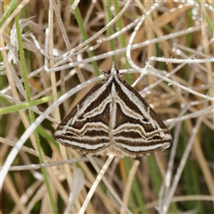 Dichromodes confluaria (Ceremonial Heath Moth) at Mount Clear, ACT - 3 Nov 2023 by DPRees125