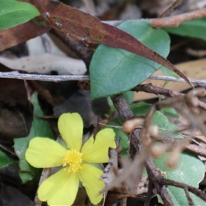 Hibbertia scandens at Burrill Lake, NSW - 14 Sep 2024 11:37 AM