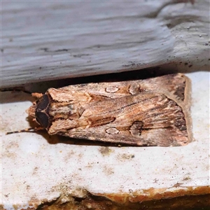 Agrotis munda at Turner, ACT - 10 Sep 2024 10:02 PM