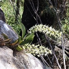 Dendrobium speciosum (Rock Lily) at Porters Creek, NSW - 15 Sep 2024 by Clarel