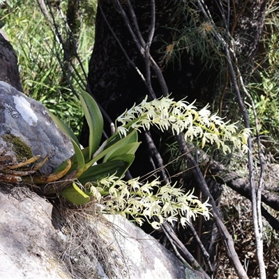 Dendrobium speciosum (Rock Lily) at Porters Creek, NSW - 15 Sep 2024 by Clarel