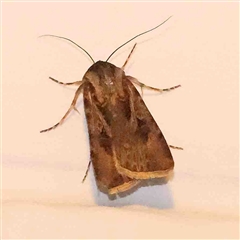 Agrotis munda at Turner, ACT - 11 Sep 2024 by ConBoekel