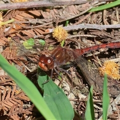 Diplacodes bipunctata (Wandering Percher) at Bonegilla, VIC - 15 Sep 2024 by KylieWaldon