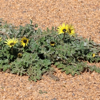 Arctotheca calendula (Capeweed, Cape Dandelion) at Baranduda, VIC - 15 Sep 2024 by KylieWaldon