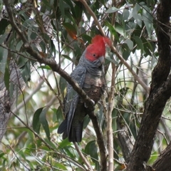 Callocephalon fimbriatum (Gang-gang Cockatoo) at High Range, NSW - 15 Sep 2024 by Span102