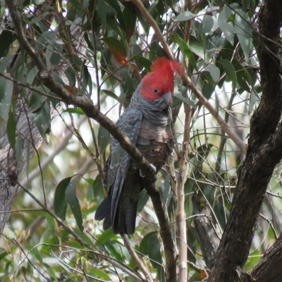 Callocephalon fimbriatum (Gang-gang Cockatoo) at High Range, NSW - 15 Sep 2024 by Span102