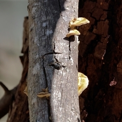 Unidentified Other fungi on wood at Baranduda, VIC - 15 Sep 2024 by KylieWaldon