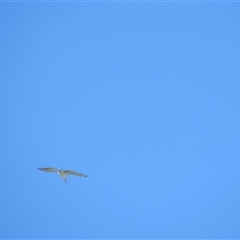 Pelecanus conspicillatus (Australian Pelican) at Burradoo, NSW - 15 Sep 2024 by Span102