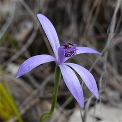 Pheladenia deformis (Blue Fairies) at Cowra, NSW - 30 Aug 2024 by RobG1