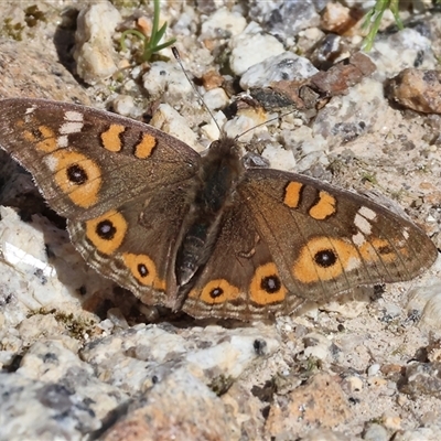 Junonia villida (Meadow Argus) at Bandiana, VIC - 15 Sep 2024 by KylieWaldon