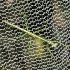 Mantidae (family) adult or nymph at Higgins, ACT - 2 Jun 2024 by AlisonMilton