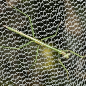 Mantidae (family) adult or nymph at Higgins, ACT - 2 Jun 2024