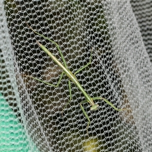 Mantidae (family) adult or nymph at Higgins, ACT - 2 Jun 2024