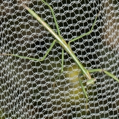 Mantidae (family) adult or nymph at Higgins, ACT - 2 Jun 2024