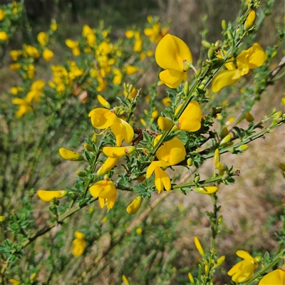 Cytisus scoparius subsp. scoparius (Scotch Broom, Broom, English Broom) at Braidwood, NSW - 15 Sep 2024 by MatthewFrawley