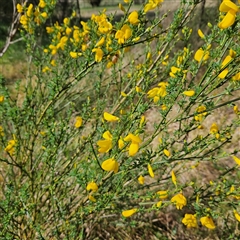 Cytisus scoparius subsp. scoparius at Braidwood, NSW - 15 Sep 2024 01:31 PM