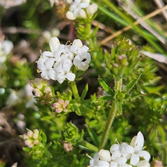 Asperula conferta (Common Woodruff) at Braidwood, NSW - 15 Sep 2024 by MatthewFrawley