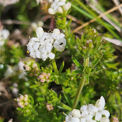 Asperula conferta (Common Woodruff) at Braidwood, NSW - 15 Sep 2024 by MatthewFrawley