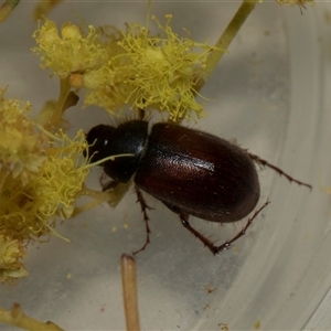 Heteronyx dimidiatus at Higgins, ACT - 5 Sep 2024 01:25 PM