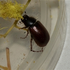 Heteronyx sp. (genus) at Higgins, ACT - 5 Sep 2024