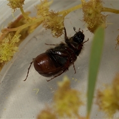 Heteronyx dimidiatus at Higgins, ACT - 5 Sep 2024 01:25 PM