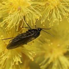 Sciaridae sp. (family) at Higgins, ACT - 3 Sep 2024 04:02 PM