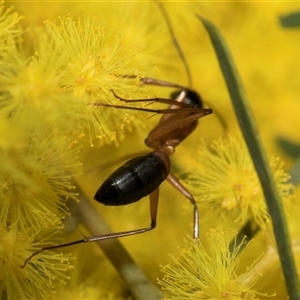 Camponotus consobrinus at Higgins, ACT - 3 Sep 2024 04:06 PM