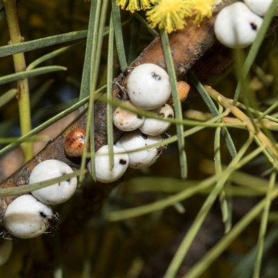 Cryptes baccatus (Wattle Tick Scale) at Higgins, ACT - 3 Sep 2024 by AlisonMilton