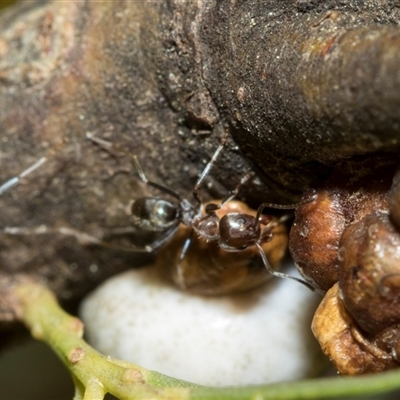 Iridomyrmex rufoniger (Tufted Tyrant Ant) at Higgins, ACT - 3 Sep 2024 by AlisonMilton