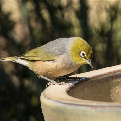 Zosterops lateralis (Silvereye) at Higgins, ACT - 13 Sep 2024 by AlisonMilton