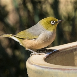 Zosterops lateralis at Higgins, ACT - 13 Sep 2024