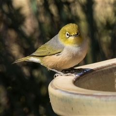 Zosterops lateralis at Higgins, ACT - 13 Sep 2024