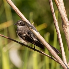 Rhipidura albiscapa (Grey Fantail) at Higgins, ACT - 10 Sep 2024 by AlisonMilton