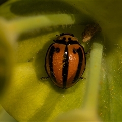 Micraspis frenata (Striped Ladybird) at Higgins, ACT - 13 Sep 2024 by AlisonMilton