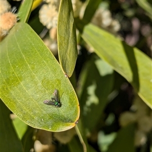 Dolichopodidae (family) at Watson, ACT - 15 Sep 2024