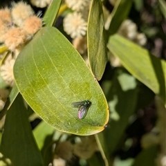 Dolichopodidae (family) at Watson, ACT - 15 Sep 2024