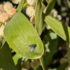 Dolichopodidae (family) at Watson, ACT - 15 Sep 2024