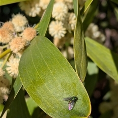 Dolichopodidae (family) at Watson, ACT - 15 Sep 2024