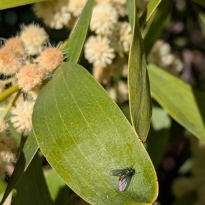 Dolichopodidae (family) at Watson, ACT - 15 Sep 2024