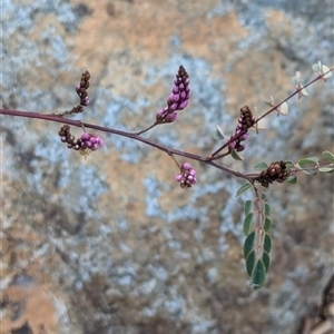 Indigofera australis subsp. australis at Watson, ACT - 10 Sep 2024 10:22 AM