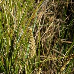 Carex appressa (Tall Sedge) at Watson, ACT - 10 Sep 2024 by AniseStar