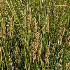 Carex appressa at Watson, ACT - 10 Sep 2024 10:37 AM