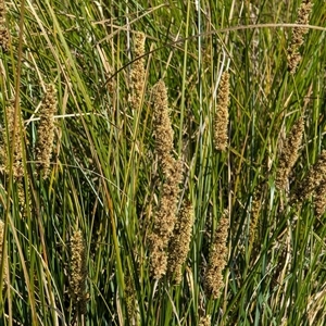 Carex appressa at Watson, ACT - 10 Sep 2024 10:37 AM