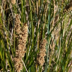 Carex appressa at Watson, ACT - 10 Sep 2024 10:37 AM