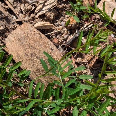 Vicia sativa subsp. nigra (Narrow-leaved Vetch) at Watson, ACT - 10 Sep 2024 by AniseStar