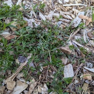 Galium aparine at Watson, ACT - 10 Sep 2024 10:16 AM